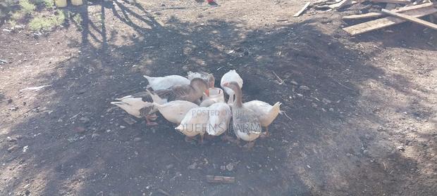 Emden Goose - thumbnail 5