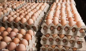 Layers Eggs