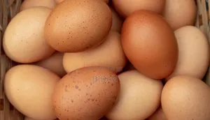 Layers Eggs