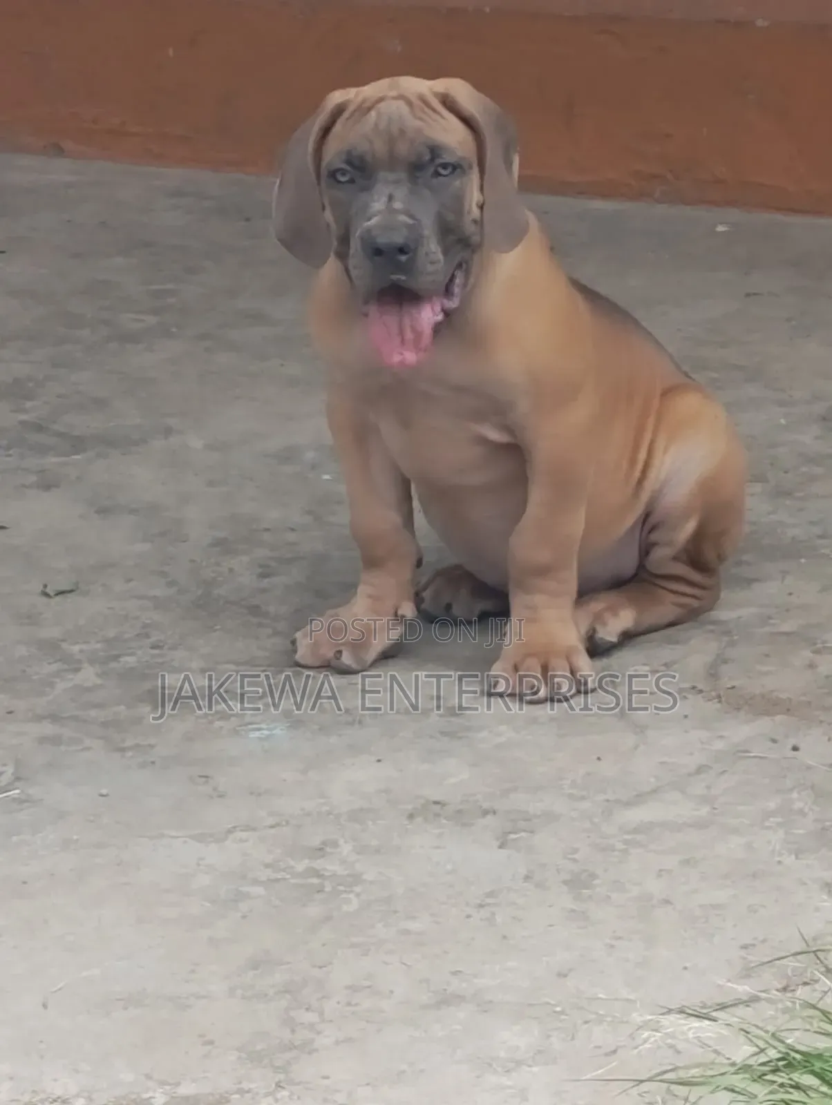 1-3 months Male Purebred Boerboel