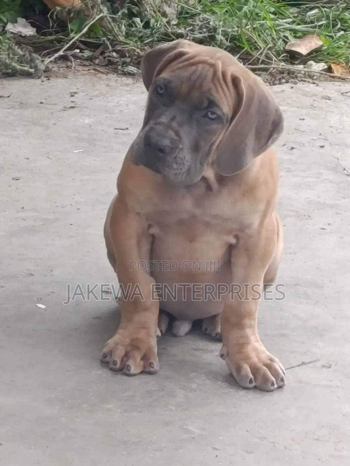 1-3 months Male Purebred Boerboel