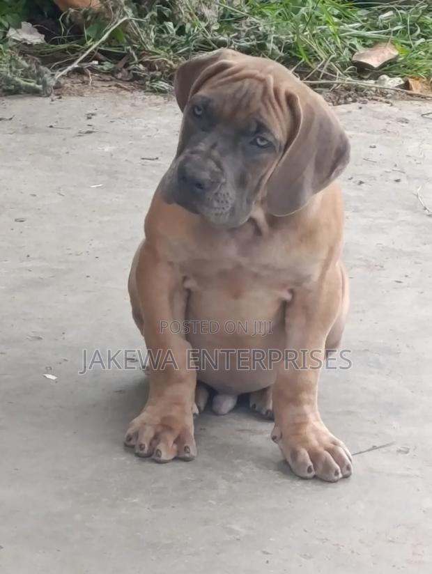 1-3 months Male Purebred Boerboel