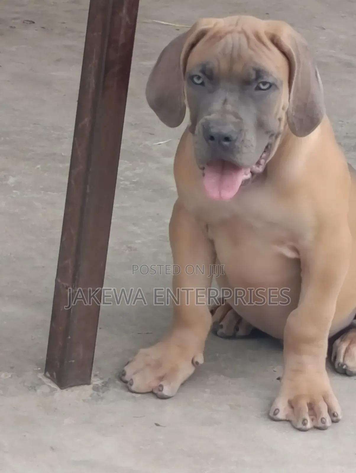 1-3 months Male Purebred Boerboel