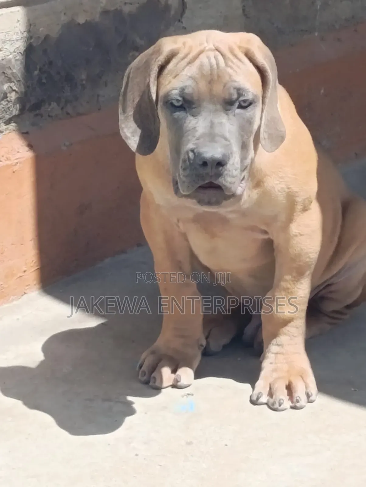1-3 months Male Purebred Boerboel