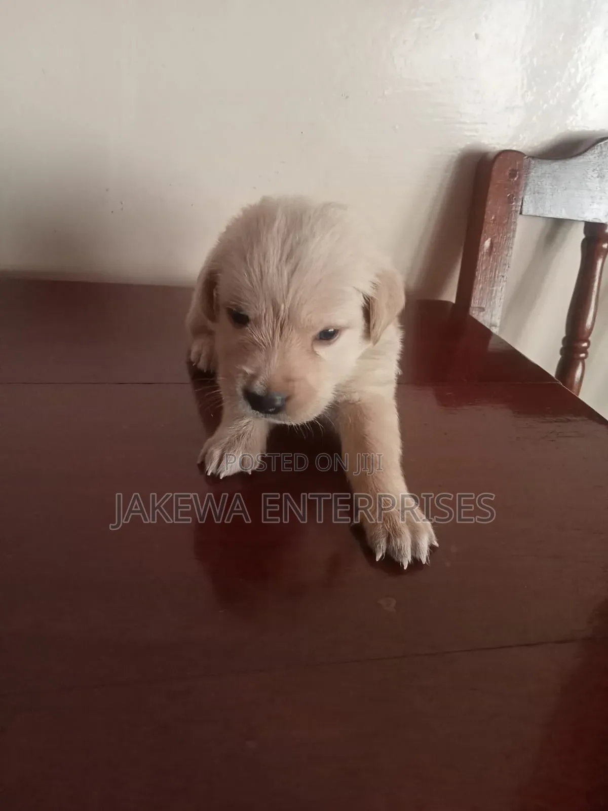 1-3 months Male Purebred Labrador Retriever