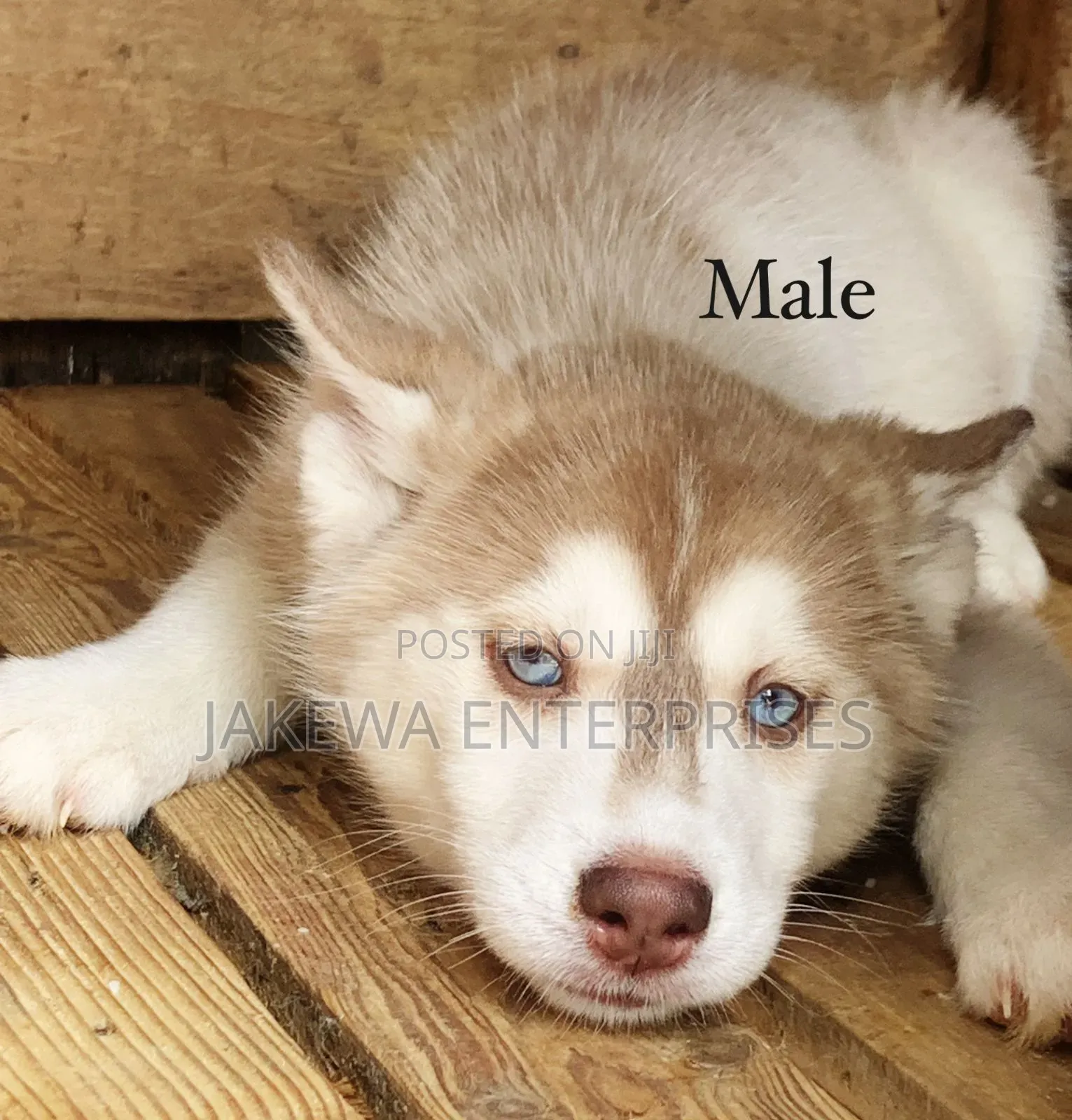 1-3 months Male Purebred Siberian Husky