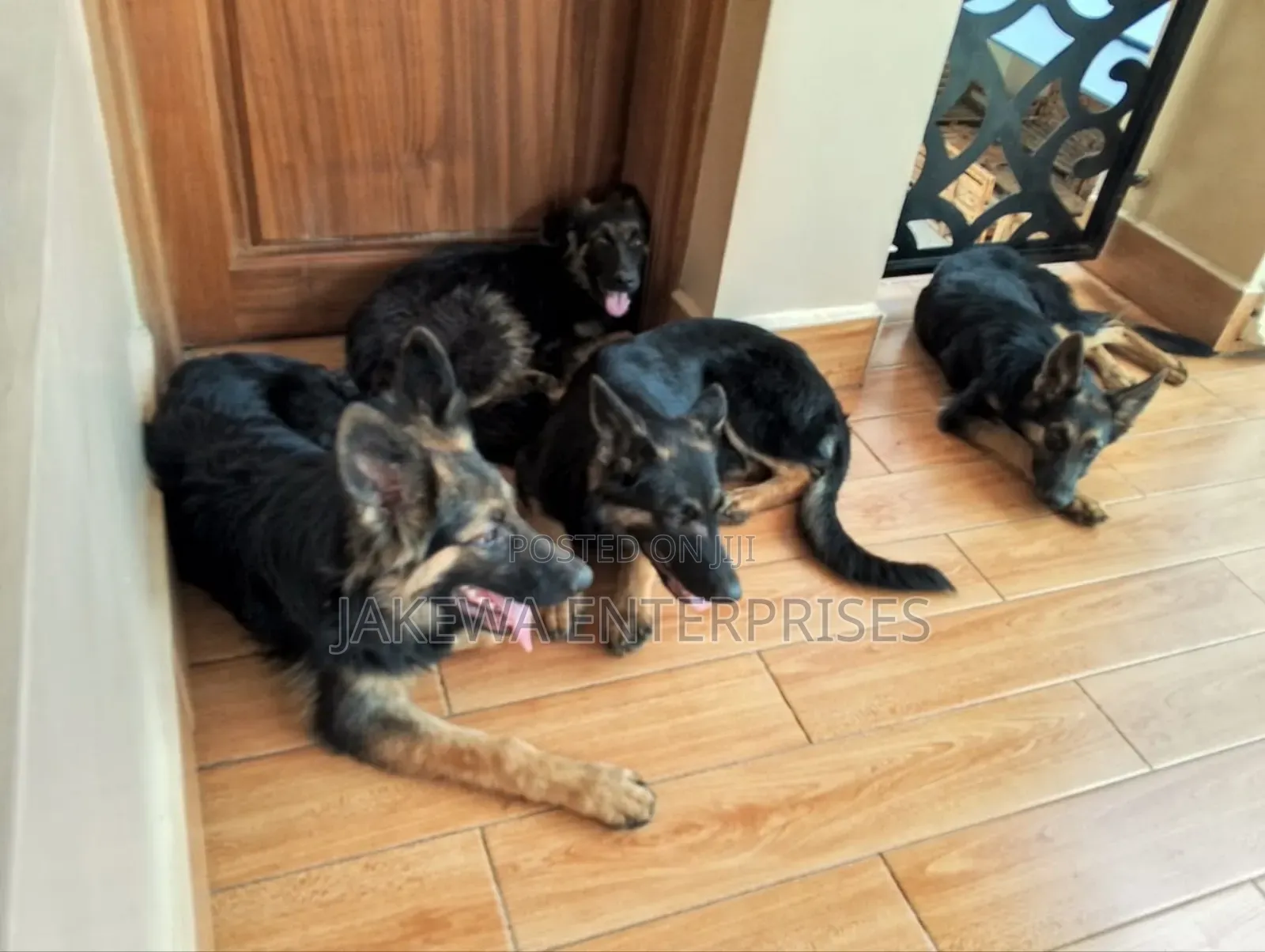 3-6 months Male Purebred German Shepherd