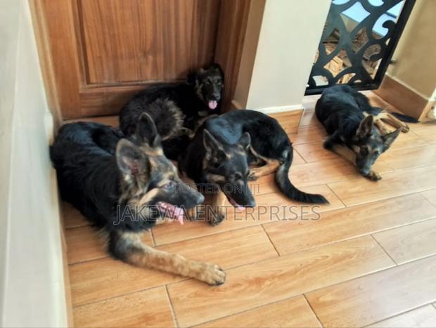 3-6 months Male Purebred German Shepherd