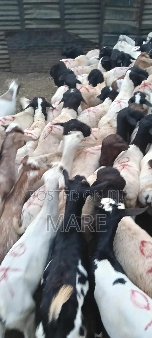 Mares Meat - thumbnail 4