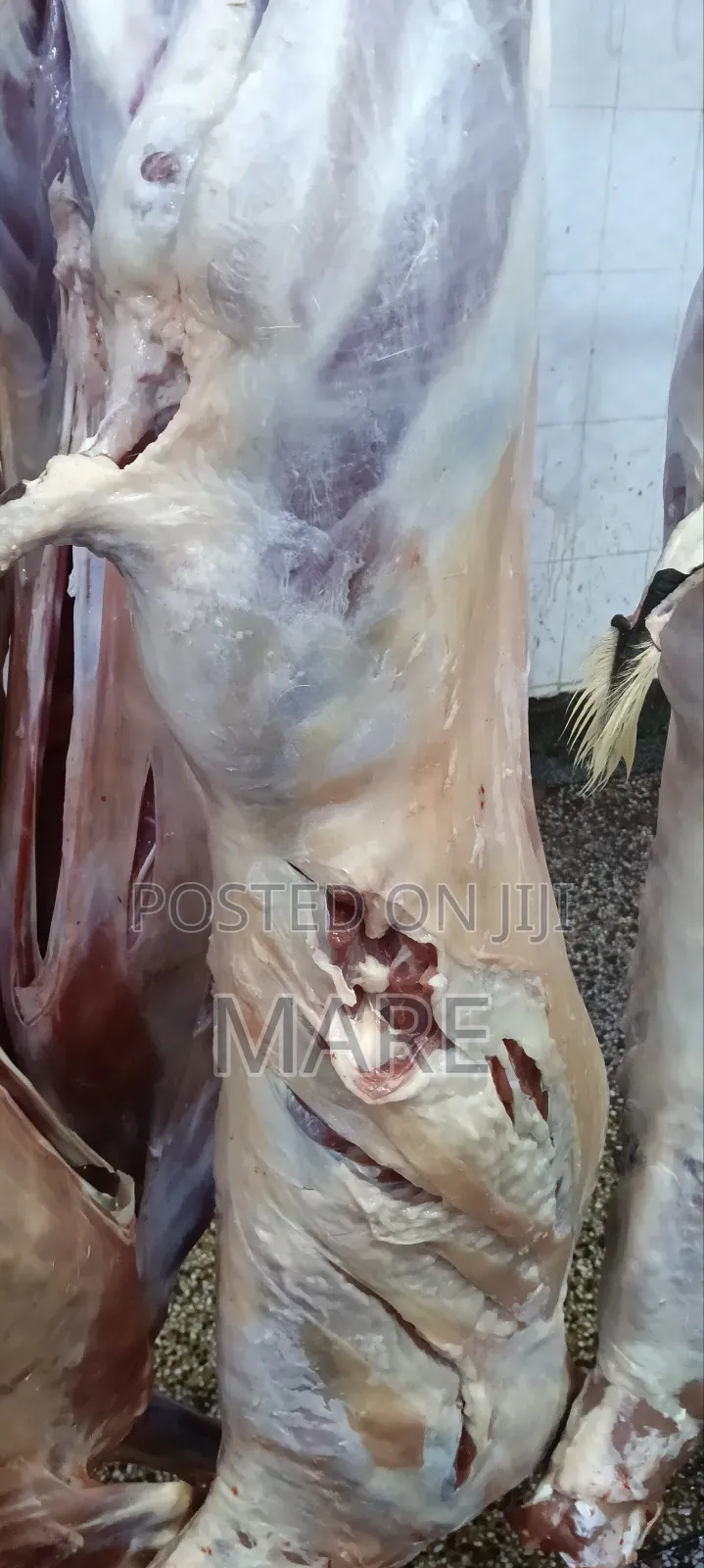Mares Meat
