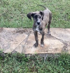 3-6 months Male Purebred Great Dane