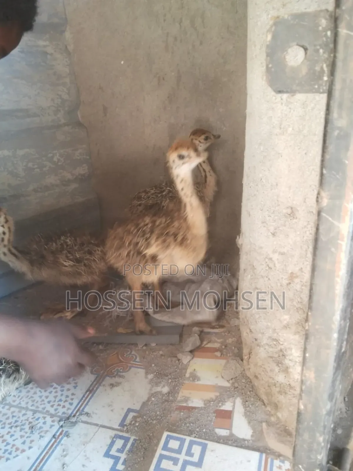 Ostrich Chicks