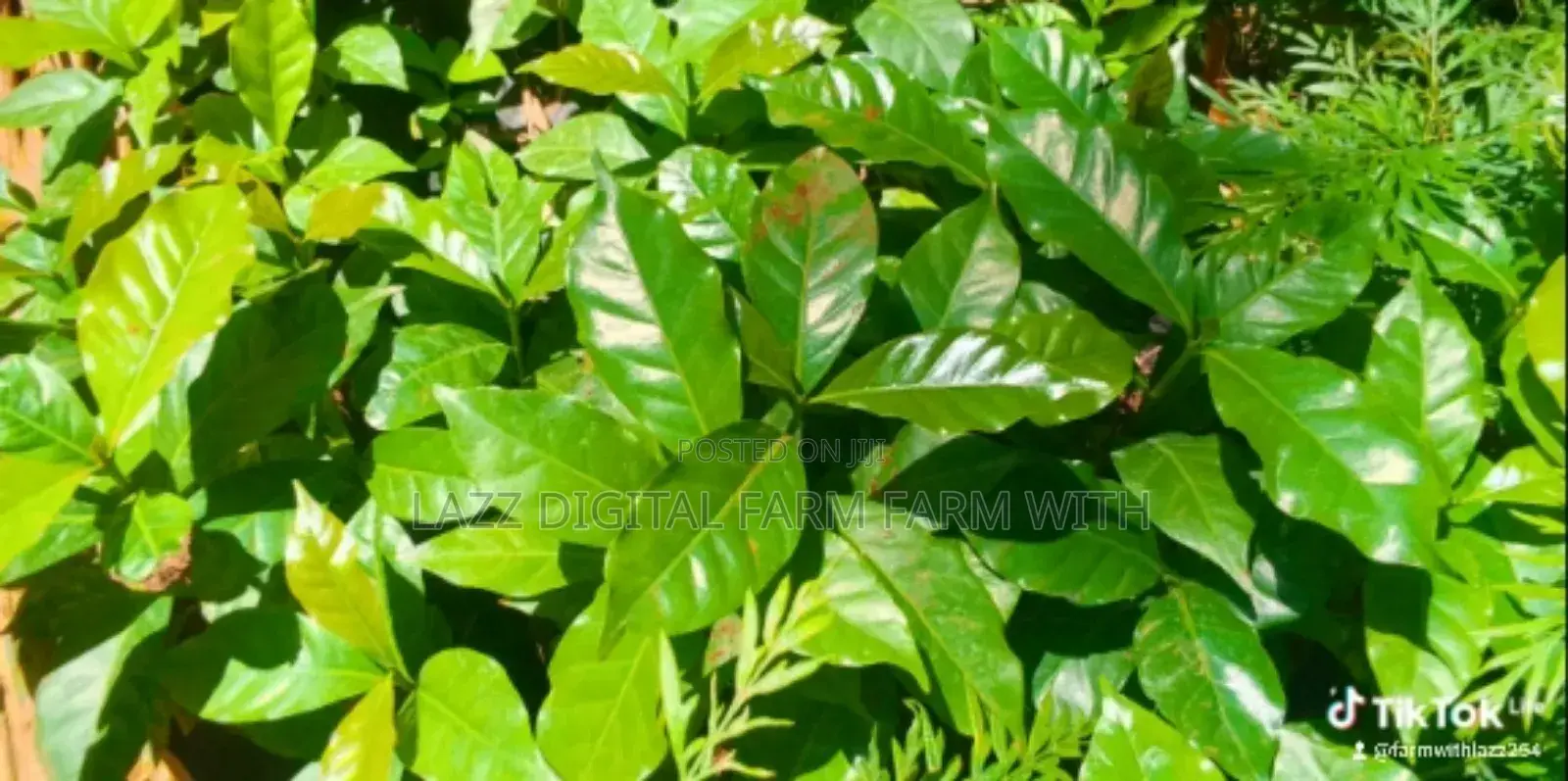Coffee Seedlings for Sale .