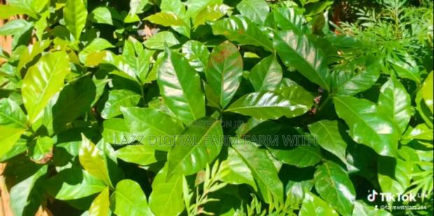 Coffee Seedlings for Sale .