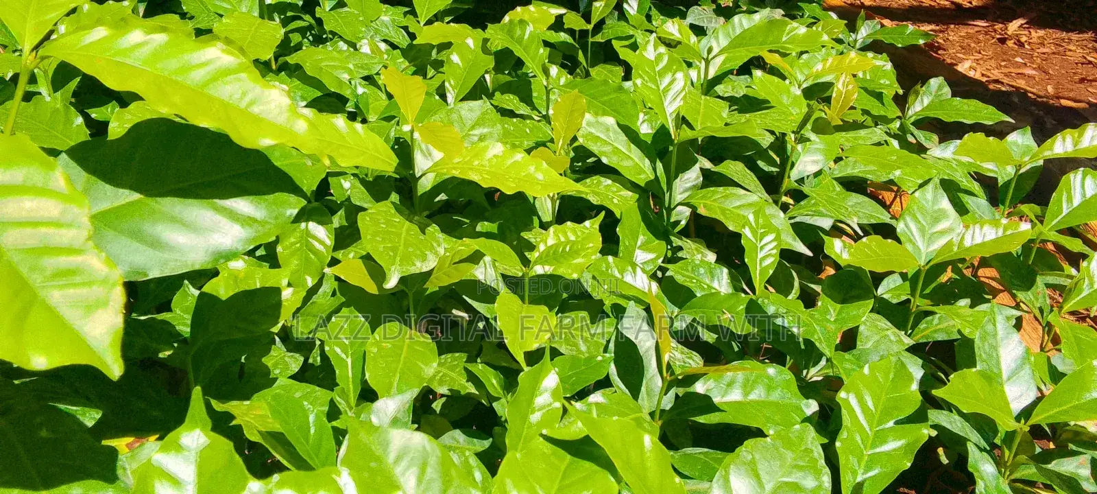 Coffee Seedlings for Sale .