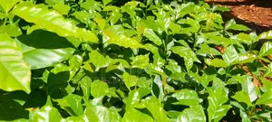 Coffee Seedlings for Sale .