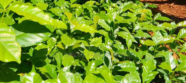 Coffee Seedlings for Sale . - thumbnail 3