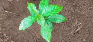 Coffee Seedlings for Sale .