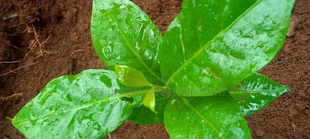Coffee Seedlings for Sale . - thumbnail 6