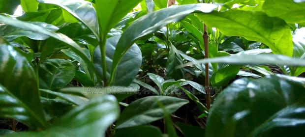 Coffee Seedlings for Sale . - thumbnail 7