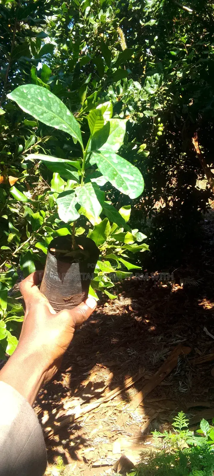 Coffee Seedlings for Sale .