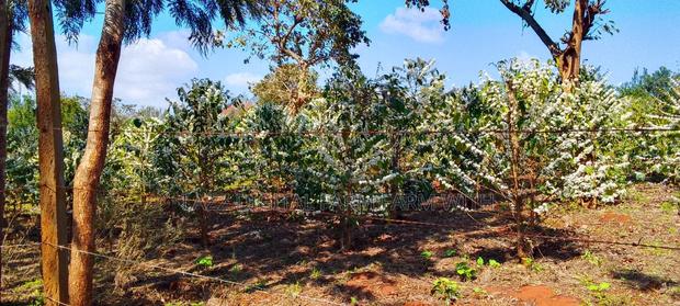 Coffee Seedlings for Sale . - thumbnail 10