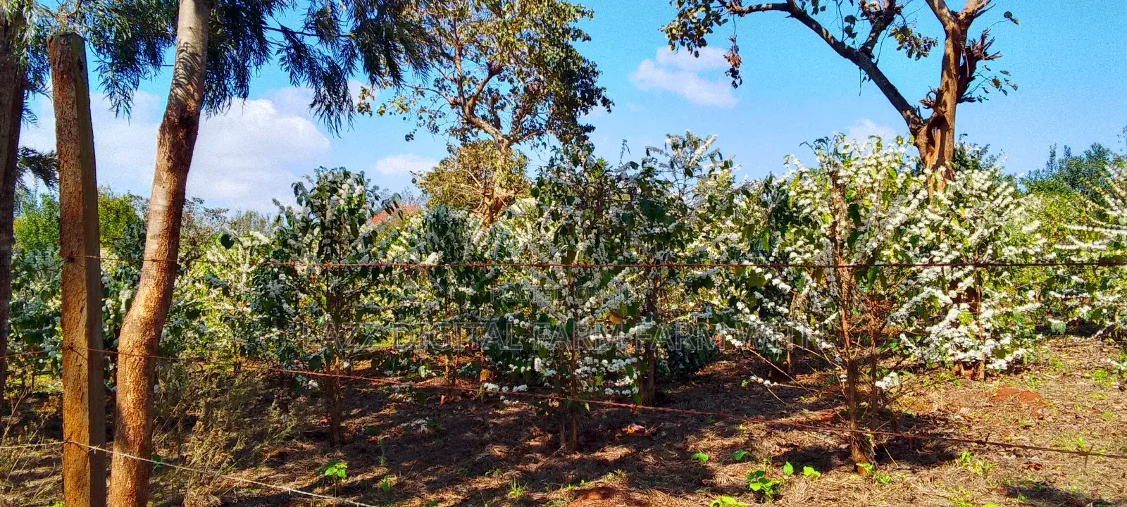 Coffee Seedlings for Sale .