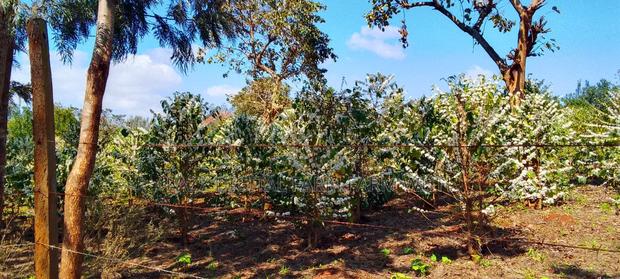 Coffee Seedlings for Sale . - thumbnail 11