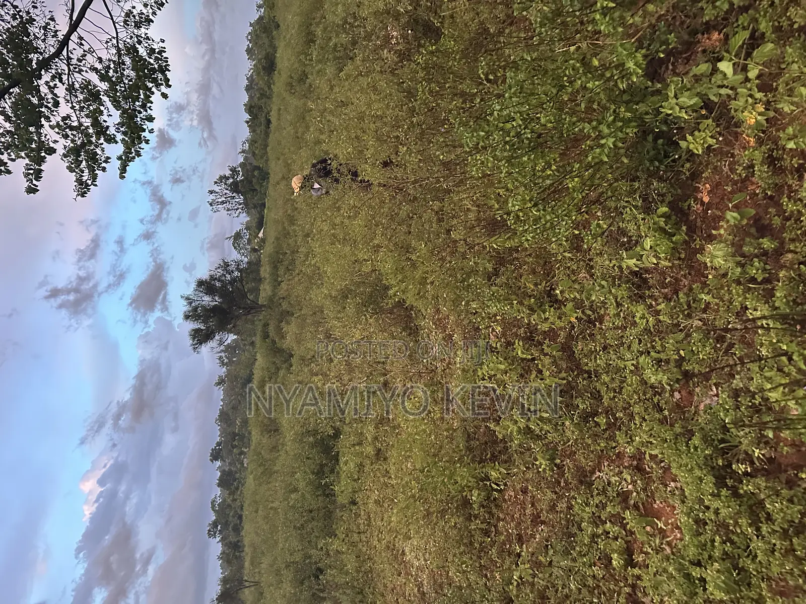 Siaya Hono Junction.