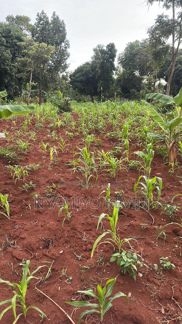 Siaya Mulaha Area - main view