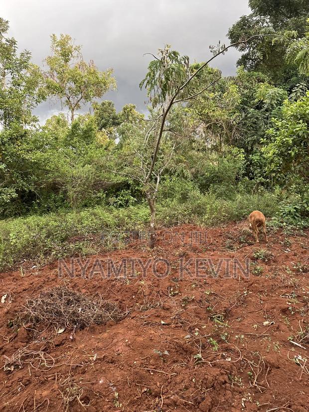 Siaya Mulaha Area - thumbnail 7