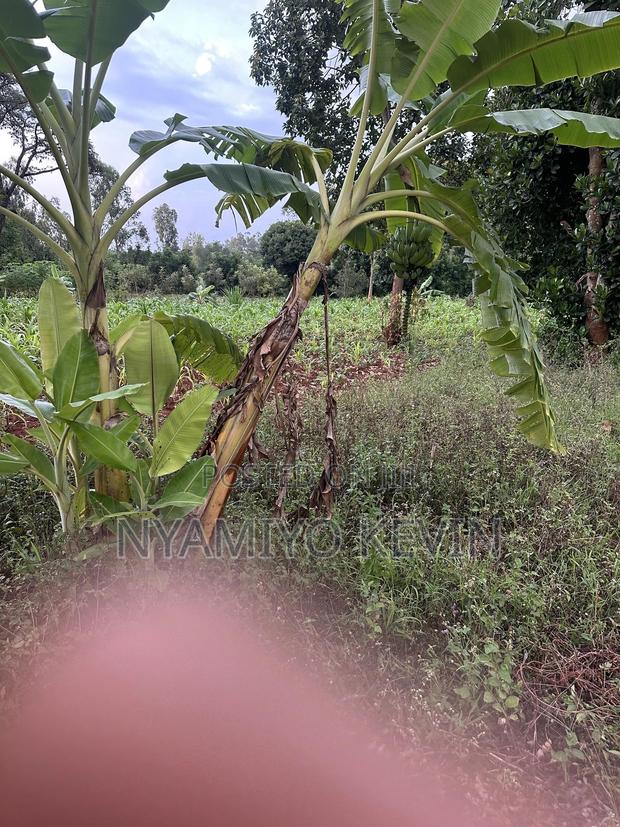 Siaya Mulaha Area - thumbnail 5