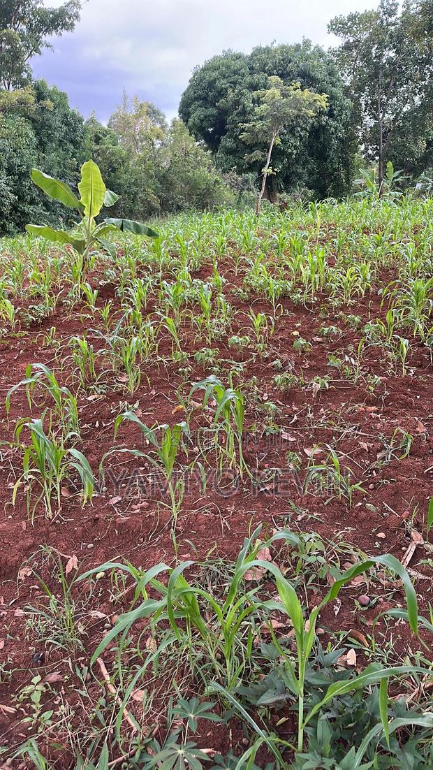 Siaya Mulaha Area - thumbnail 3