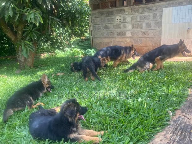 1-3 months Male Purebred German Shepherd