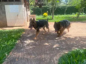 1-3 months Male Purebred German Shepherd