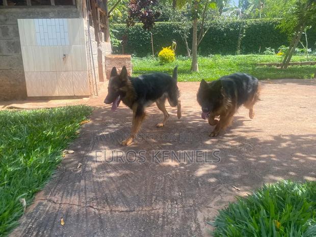 1-3 months Male Purebred German Shepherd - thumbnail 2