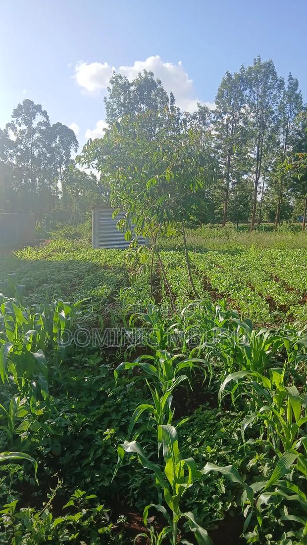 Prime Plot 50 × 100 - thumbnail 5