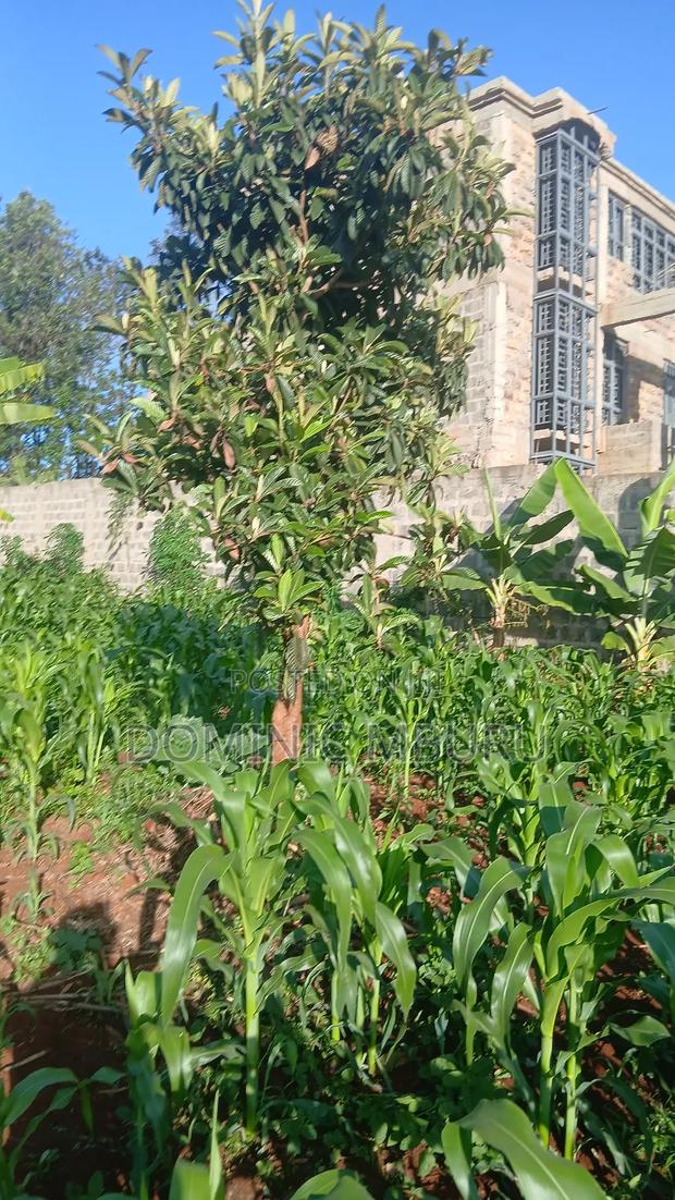 Prime Plot 50 × 100 - thumbnail 6