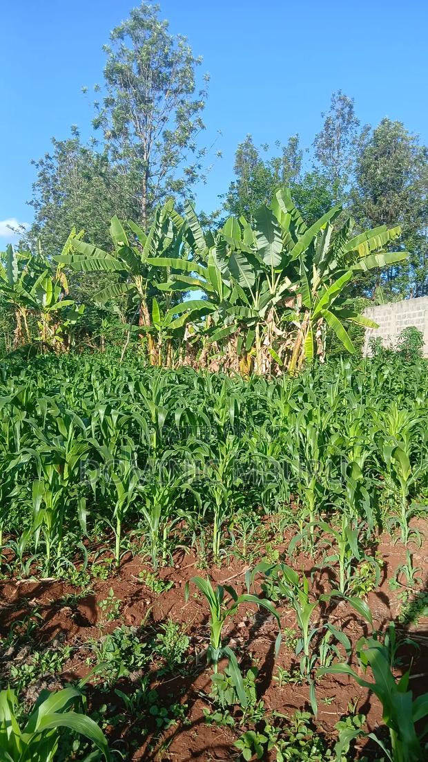 Prime Plot 50 × 100 - thumbnail 3