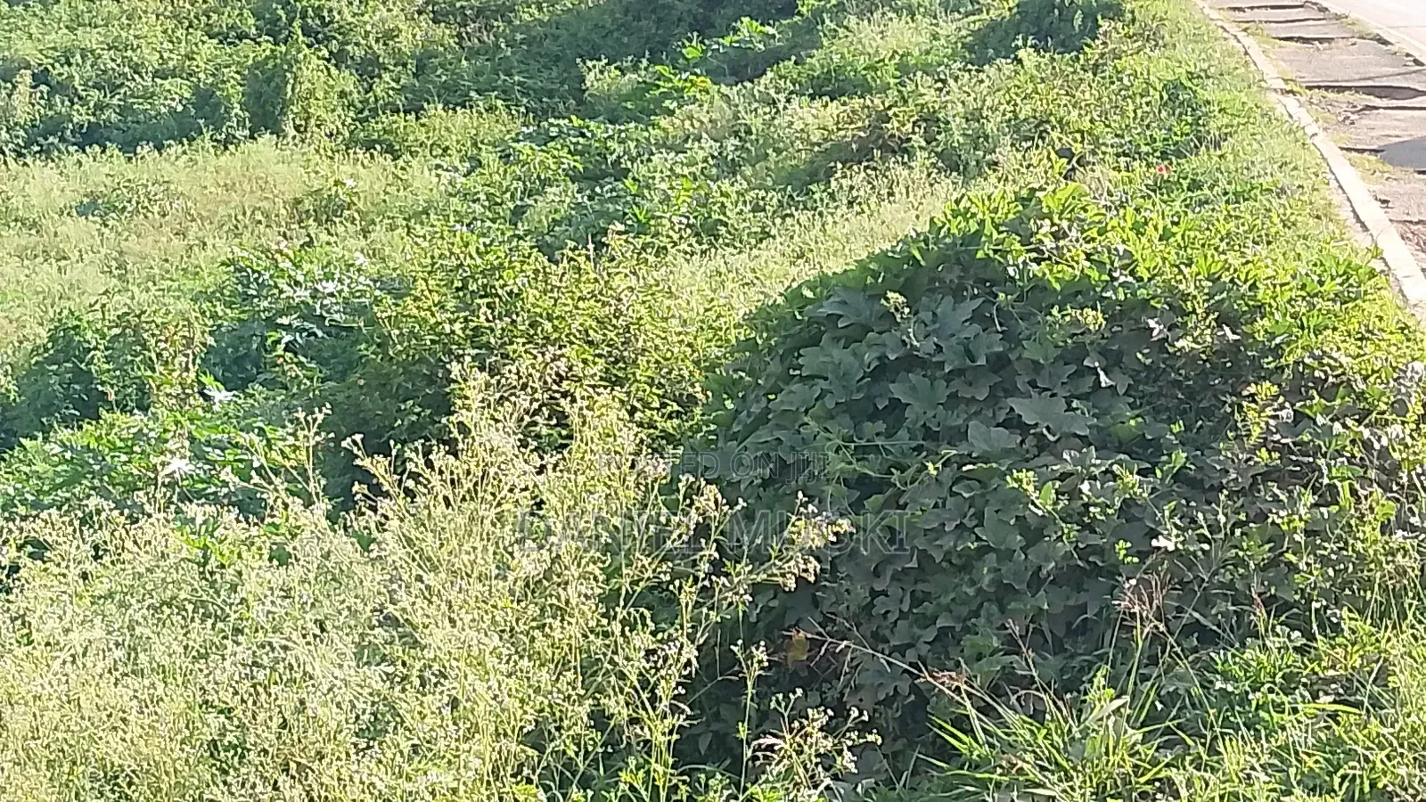 50z100 Plot Size Touching Main Road Njiru Mwili Road