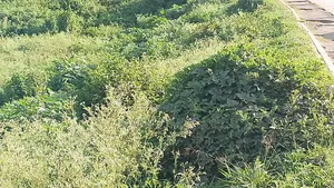 50z100 Plot Size Touching Main Road Njiru Mwili Road