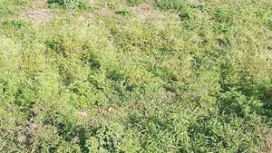 50z100 Plot Size Touching Main Road Njiru Mwili Road