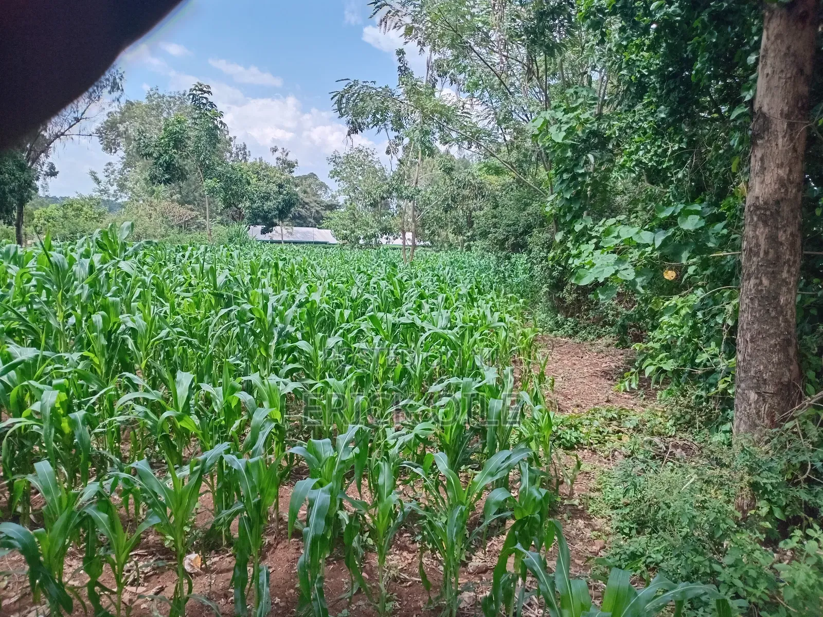 Prime Land on Sale 200x200 (0.35)Ha Near Merryland Hotel Rongo