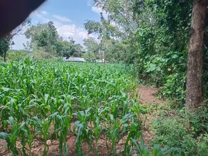 Prime Land on Sale 200x200 (0.35)Ha Near Merryland Hotel Rongo