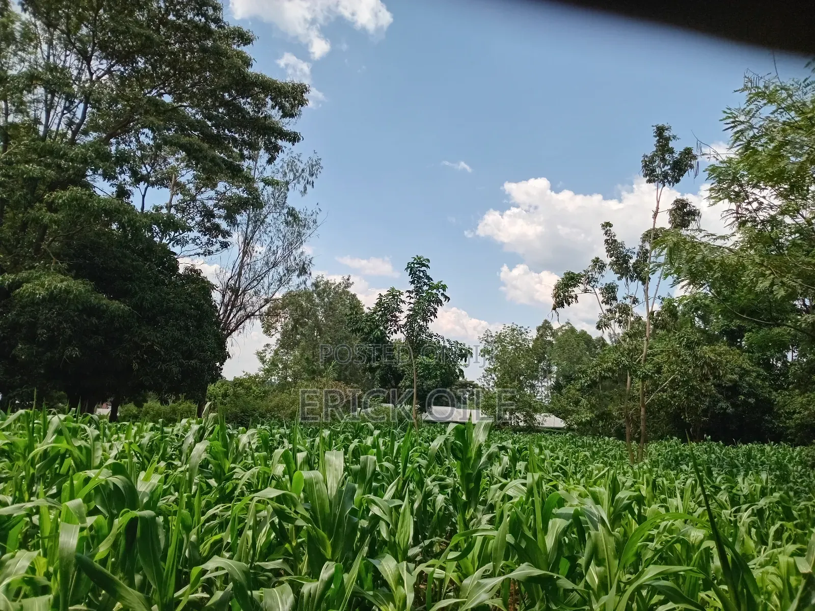Prime Land on Sale 200x200 (0.35)Ha Near Merryland Hotel Rongo