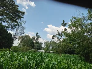 Prime Land on Sale 200x200 (0.35)Ha Near Merryland Hotel Rongo