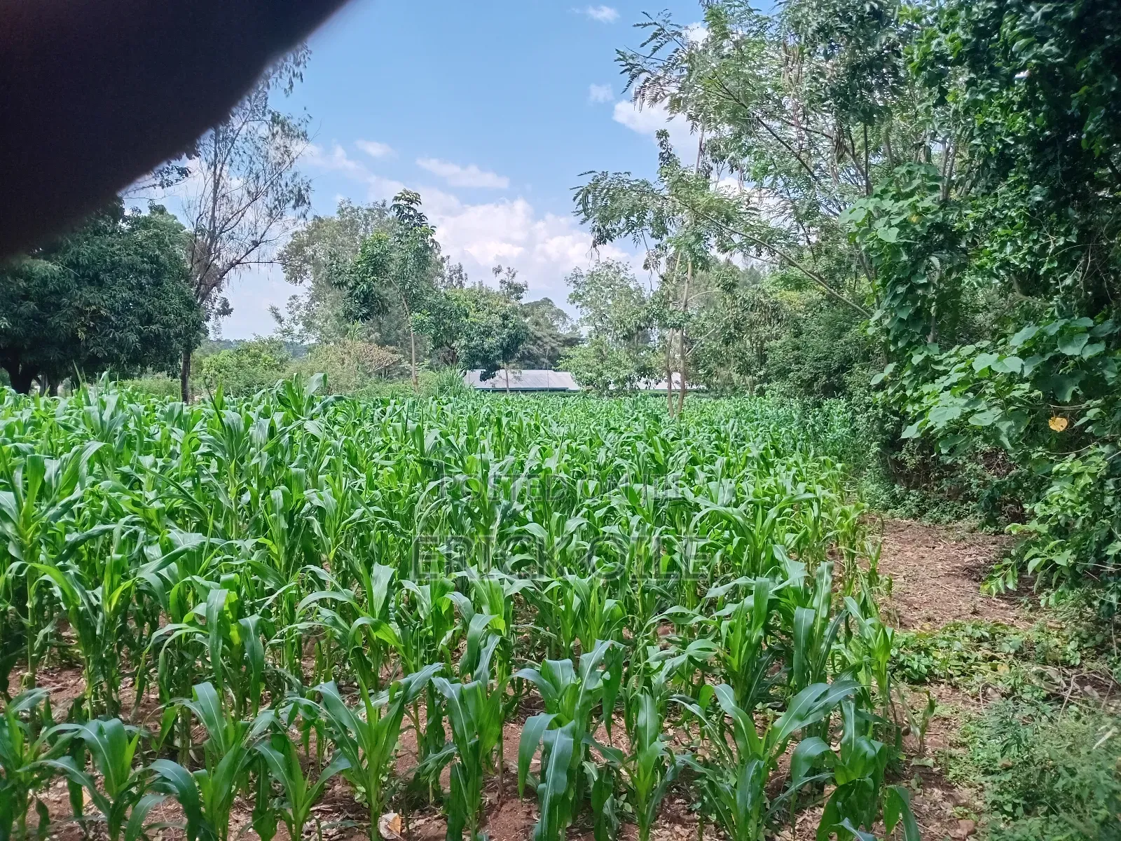 Prime Land on Sale 200x200 (0.35)Ha Near Merryland Hotel Rongo