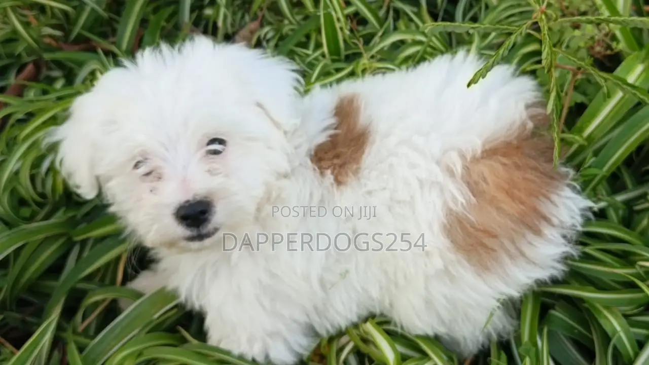 1-3 months Male Purebred Havanese