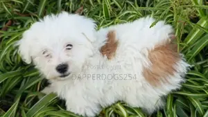 1-3 months Male Purebred Havanese
