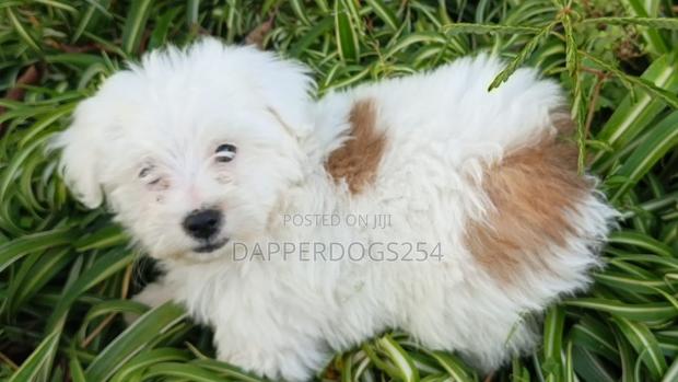 1-3 months Male Purebred Havanese - thumbnail 3